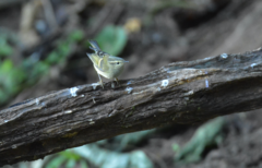 Phylloscopus pulcher
