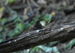 Phylloscopus pulcher