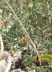 Barleria lichtensteiniana