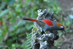 Trochalopteron milnei