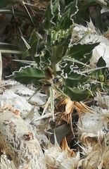 Barleria lichtensteiniana