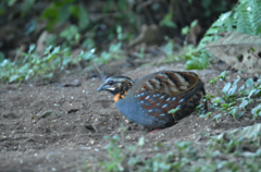 Arborophila rufogularis
