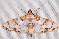 Azochis rufidiscalis