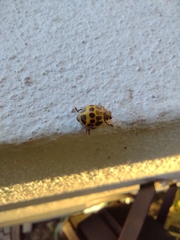 Epilachna paenulata