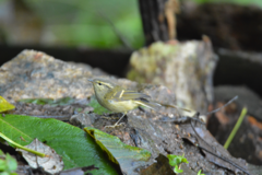 Phylloscopus pulcher