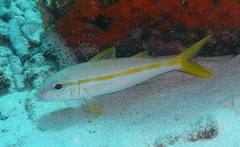 Mulloidichthys martinicus