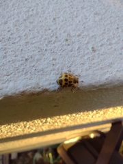 Epilachna paenulata
