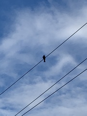 Tyrannus caudifasciatus