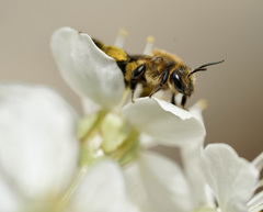 Andrena dunningi
