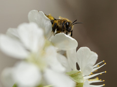 Andrena dunningi