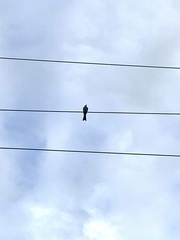 Tyrannus caudifasciatus