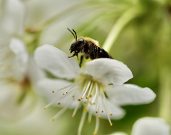 Andrena dunningi