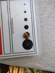 Epilachna paenulata