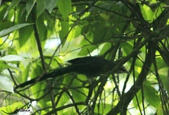 Phaenicophaeus tristis