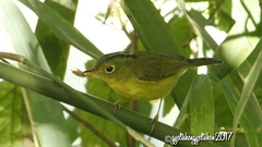 Phylloscopus intermedius