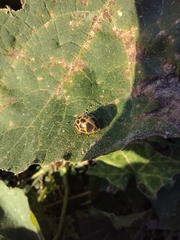 Epilachna paenulata