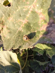 Epilachna paenulata