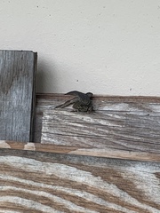 Leiocephalus carinatus