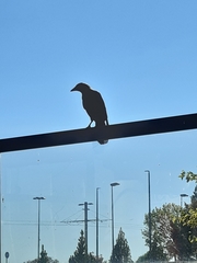 Corvus monedula