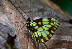 Dismorphia hyposticta