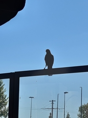 Corvus monedula