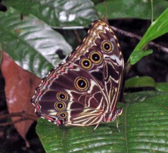 Morpho deidamia