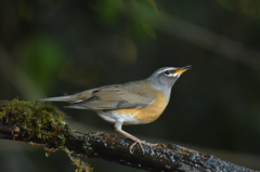 Turdus obscurus