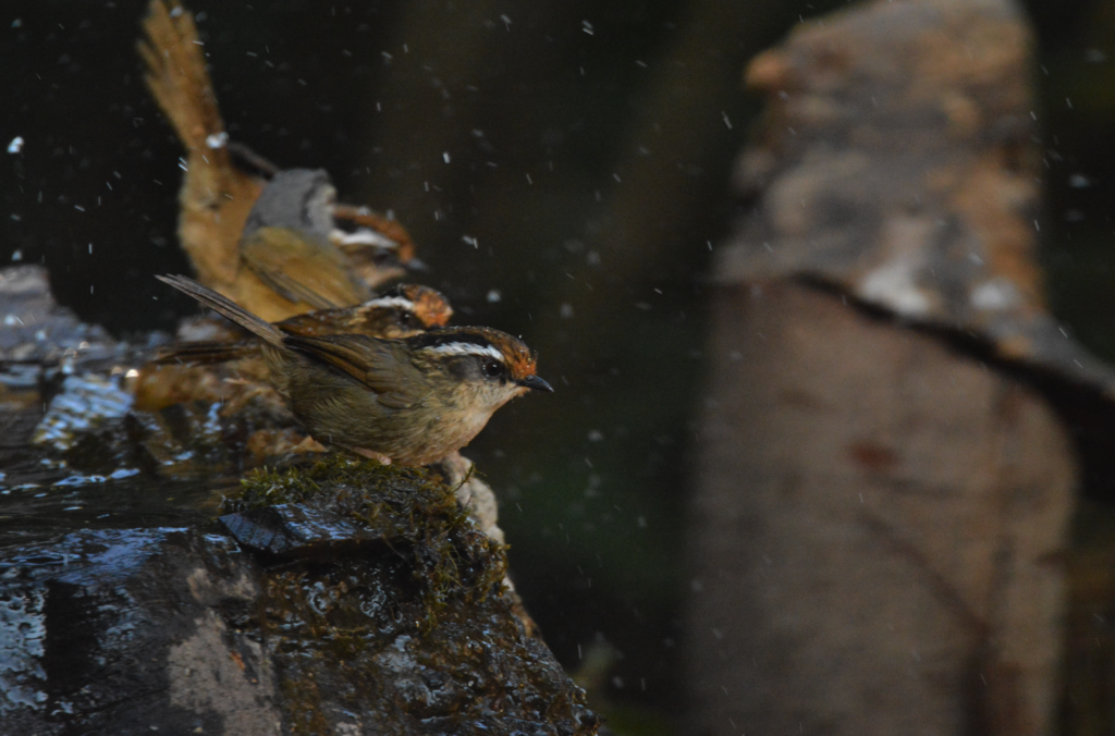 Rusty-capped Fulvetta