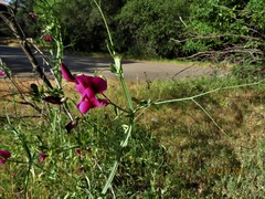 Lathyrus tingitanus