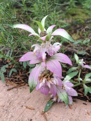 Monarda humilis