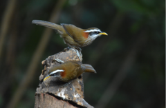 Streak-Breasted Scimitar Babbler photo 1