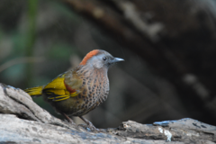 Trochalopteron chrysopterum