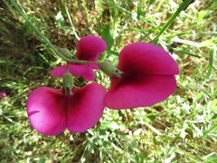 Lathyrus tingitanus