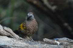 Trochalopteron chrysopterum