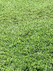 Leiocephalus carinatus