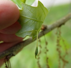 Andricus chinquapin