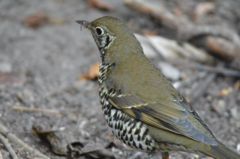 Long-Tailed Thrush photo 3