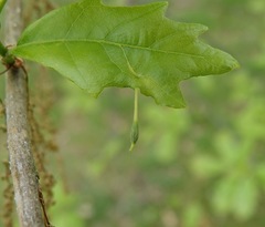 Andricus chinquapin
