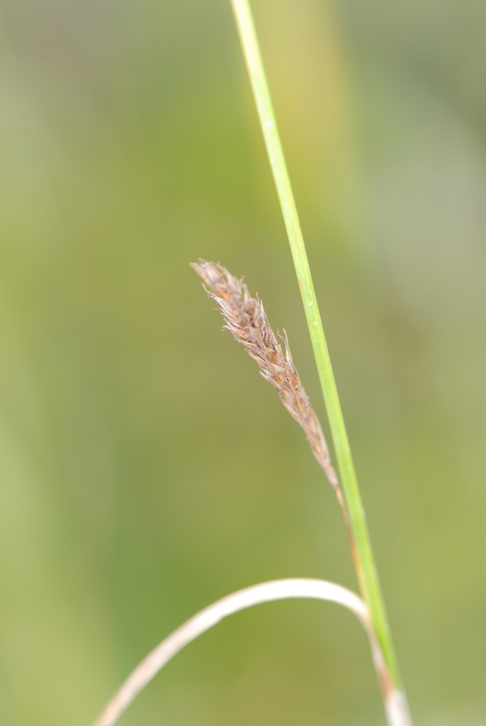Bermuda sedge