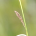 Bermuda Sedge - Photo (c) Sam Fraser-Smith, some rights reserved (CC BY)