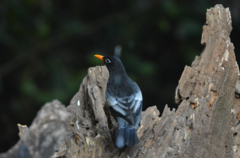 Turdus boulboul