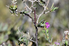 Delosperma testaceum