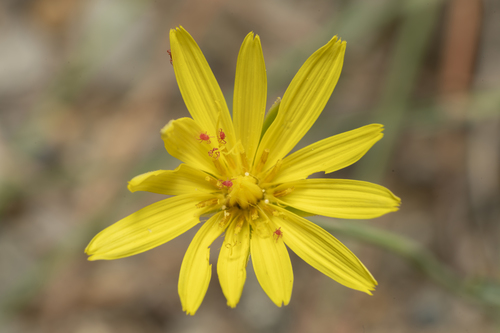 Image of Pseudopodospermum elatum by (c) Eleftherios Katsillis, some rights reserved (CC BY)