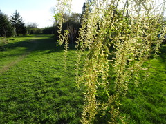 Salix × fragilis vitellina