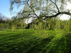 Salix × fragilis vitellina