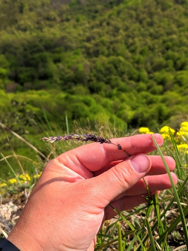 Sesleria argentea, photograph 1