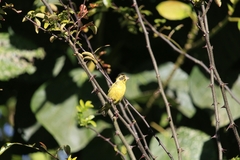 Chloris spinoides