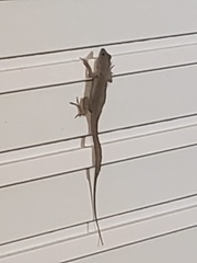 Anolis cristatellus
