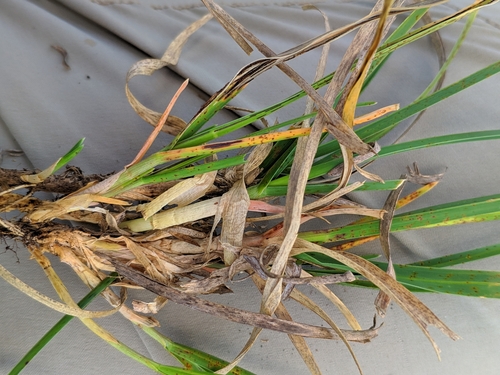 Sesleria argentea, photograph 2
