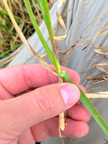 Sesleria argentea, photograph 3